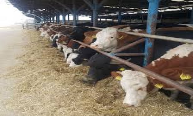 TARIM YATIRIMLARININ DESTEKLENMESİNDE YENİ DÜZENLEME