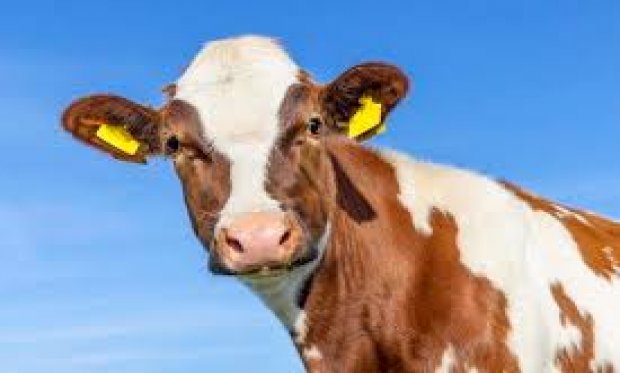 HAYVANCILIKTA ATIK DESTEĞİ NASIL ALINIR?