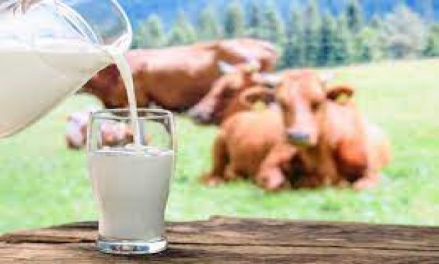 İNEK SÜTÜ MİKTARI EYLÜL AYINDA ARTTI