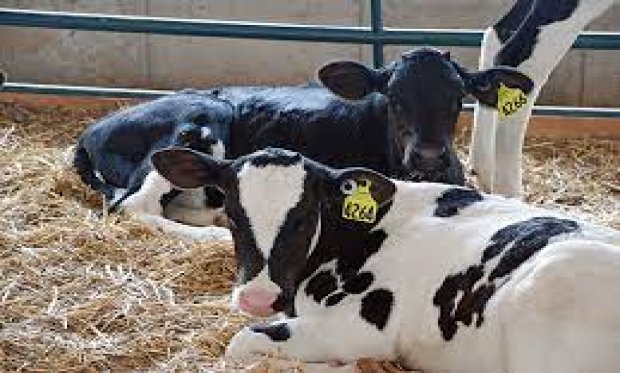 2023 BUZAĞI DESTEĞİ KRİTERLERİ BELLİ OLDU