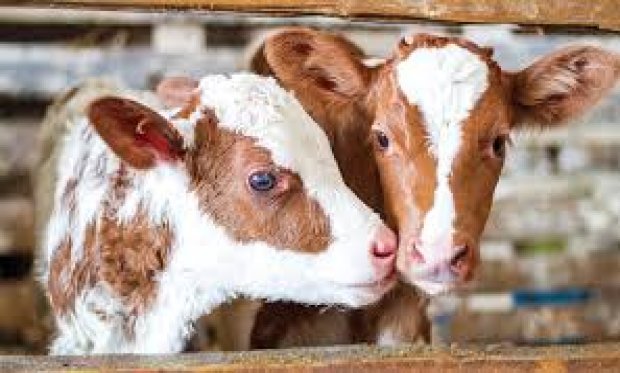 2024 BUZAĞI DESTEĞİ NASIL OLACAK?