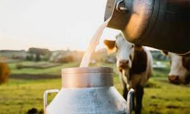 TOPLANAN İNEK SÜTÜ MİKTARI AĞUSTOS AYINDA ARTTI