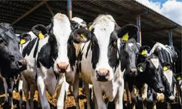 TÜİK, 2024 YILI HAYVANSAL ÜRETİM İSTATİSTİKLERİ AÇIKLANDI